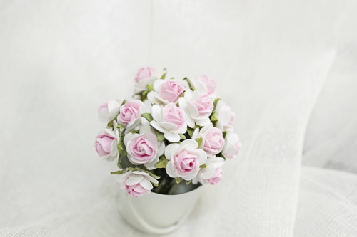 Розы 10 мм, белые c розовым 10шт.